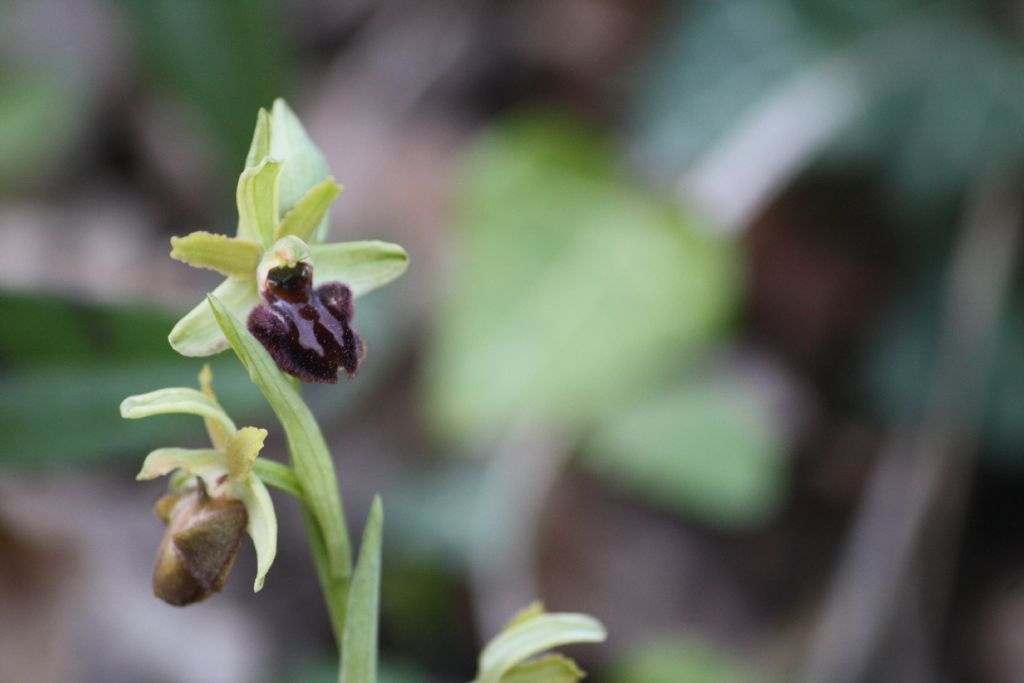 ophrys sphegodes classica